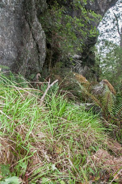Simplicia buchananii, photographed by Jeremy Rolfe