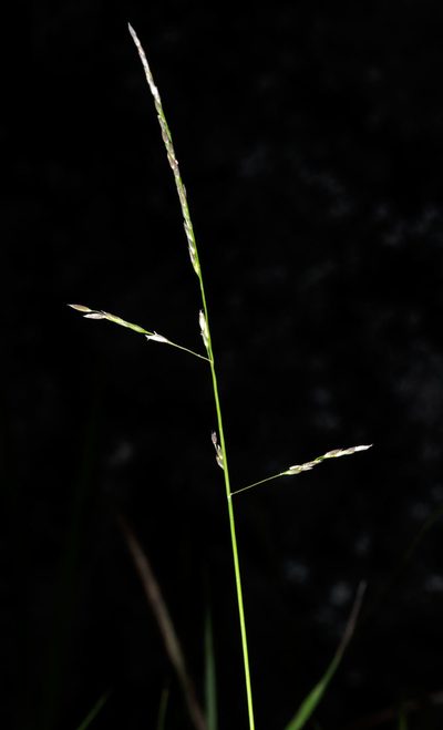 Simplicia buchananii, photographed by Jeremy Rolfe
