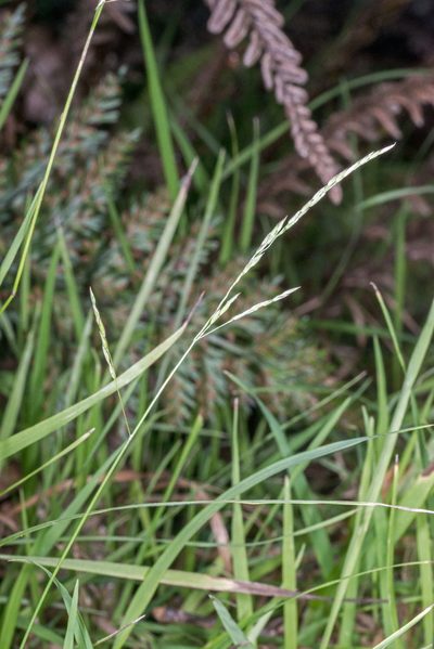 Simplicia buchananii, photographed by Jeremy Rolfe