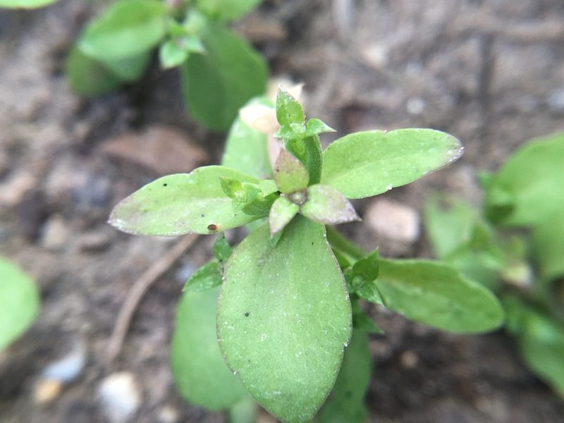 Triodanis lamprosperma, photographed by Zinogre