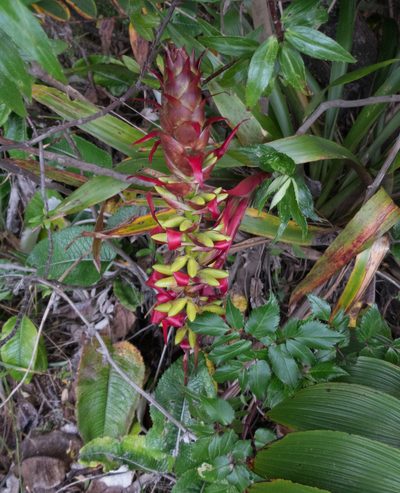 Werauhia ororiensis, photographed by carnifex