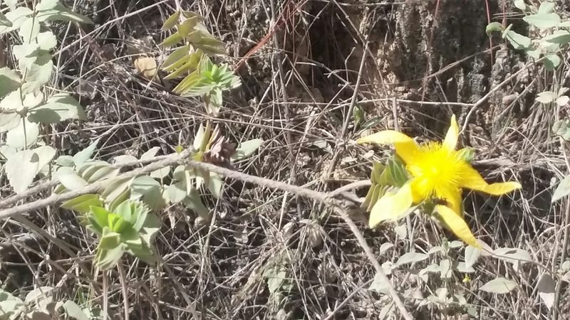 Hypericum terrae-firmae, photographed by tonyblake