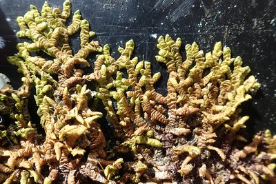Porella atroviridis, photographed by Peter de Lange
