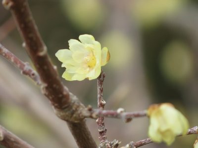 Chimonanthus praecox, photographed by Marco Mussita