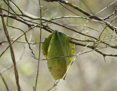 Gonolobus naturalistae, photographed by Francisco Farriols Sarabia