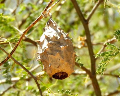 Luffa quinquefida, photographed by Francisco Farriols Sarabia