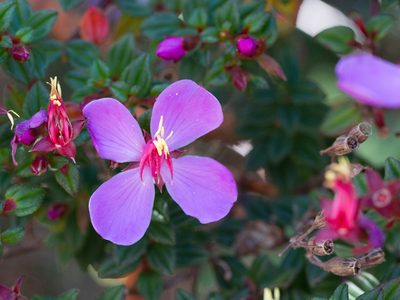 Monochaetum vulcanicum, photographed by carnifex