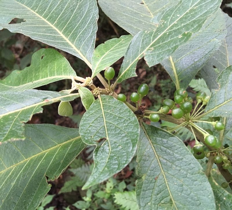 Lycianthes radiata, photographed by Andrew J. Crawford