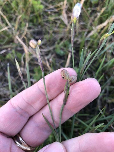 Sisyrinchium biforme, photographed by Sam Kieschnick
