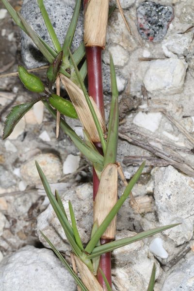 Axonopus furcatus, photographed by Judy Gallagher