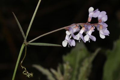Vicia acutifolia, photographed by Judy Gallagher