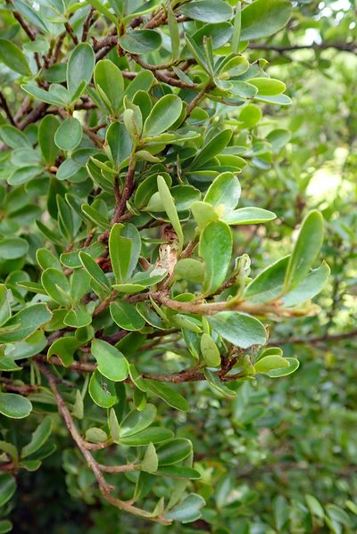 Myrsine coxii, photographed by Peter de Lange