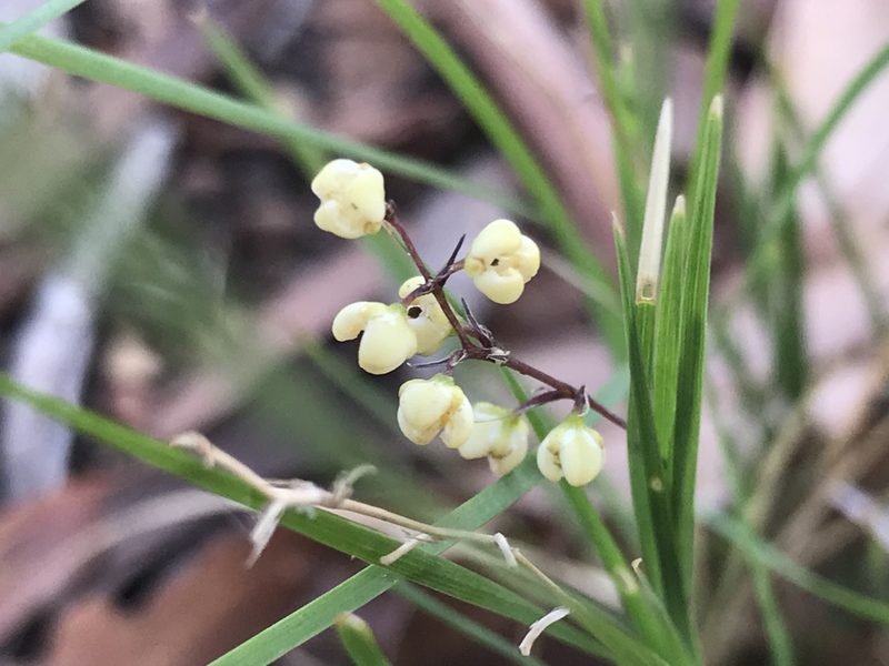 Lomandra pauciflora, photographed by Ann Bentley