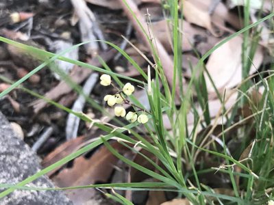 Lomandra pauciflora, photographed by Ann Bentley