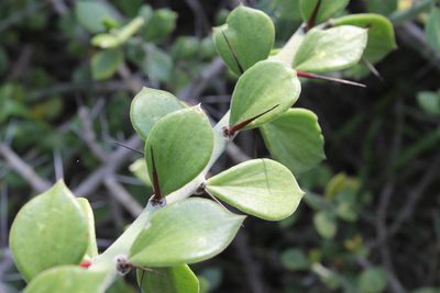 Pereskiopsis diguetii, photographed by Viacheslav Shalisko