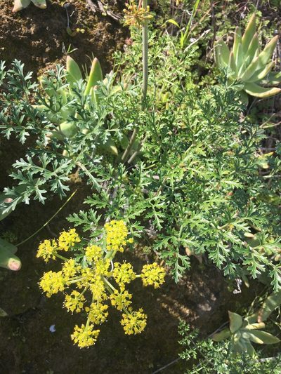 Lomatium insulare, photographed by Adam J. Searcy