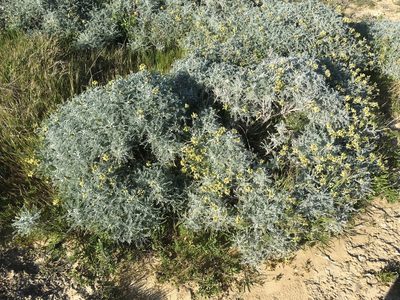 Astragalus traskiae, photographed by Adam J. Searcy