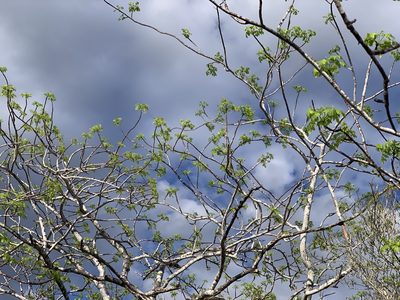 Bursera graveolens, photographed by Carrie Seltzer