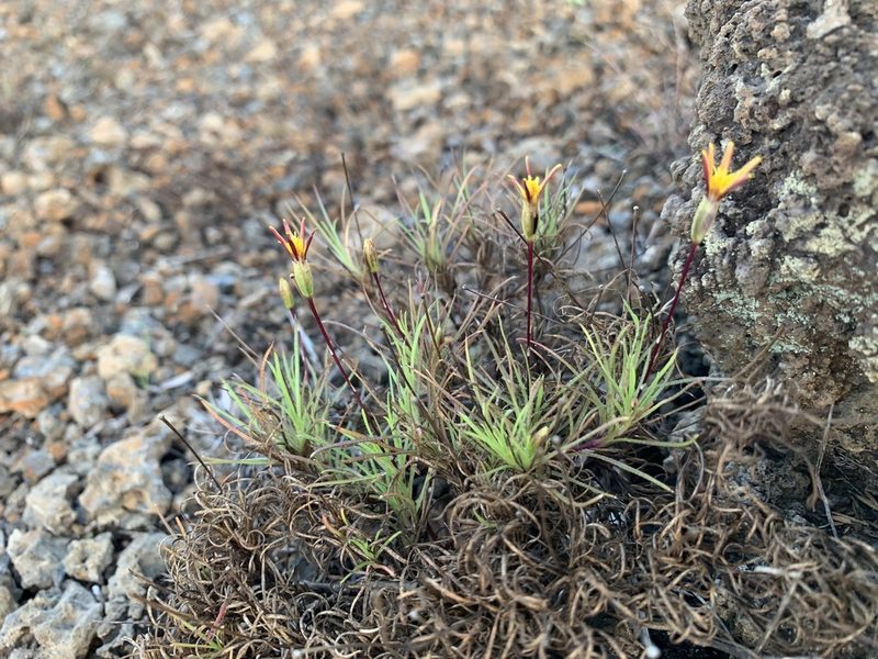 Pectis tenuifolia, photographed by Carrie Seltzer