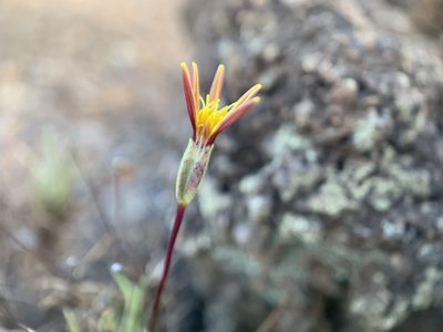Pectis tenuifolia, photographed by Carrie Seltzer