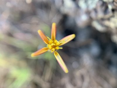 Pectis tenuifolia, photographed by Carrie Seltzer