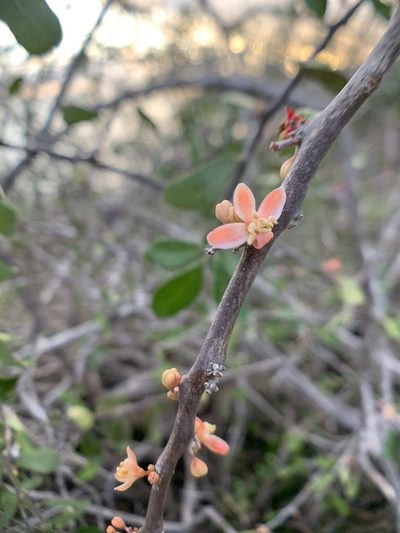 Castela galapageia, photographed by Carrie Seltzer