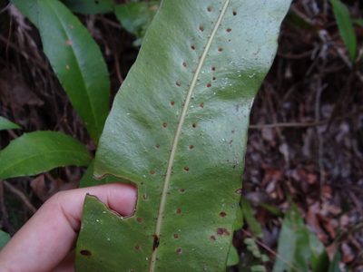 Lepisorus fortuni, photographed by 呂一起(Lyu yi-chi)