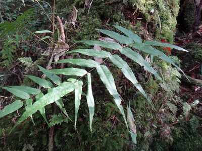 Selliguea lehmannii, photographed by 呂一起(Lyu yi-chi)