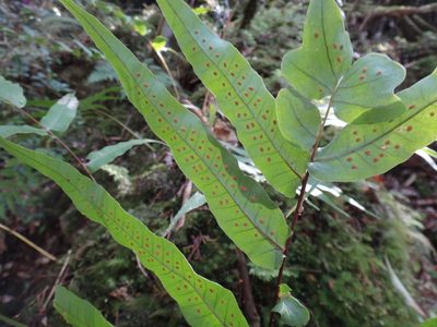Selliguea lehmannii, photographed by 呂一起(Lyu yi-chi)