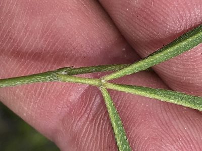 Argyrolobium harveyanum, photographed by Dave U