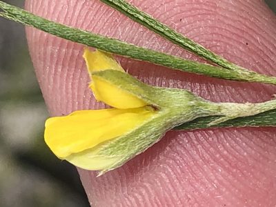 Argyrolobium harveyanum, photographed by Dave U