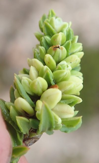 Polygonum undulatum, photographed by Nicola van Berkel