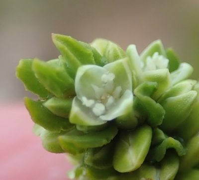 Polygonum undulatum, photographed by Nicola van Berkel