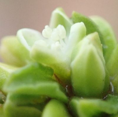 Polygonum undulatum, photographed by Nicola van Berkel