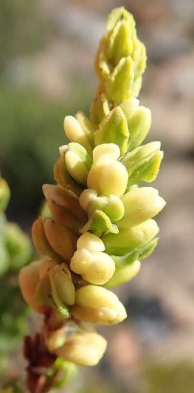 Polygonum undulatum, photographed by Nicola van Berkel