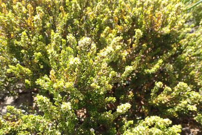 Polygonum undulatum, photographed by Nicola van Berkel