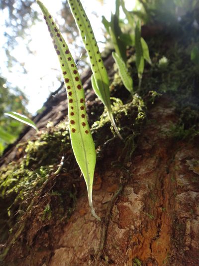 Lepisorus rostratus, photographed by 呂一起(Lyu yi-chi)