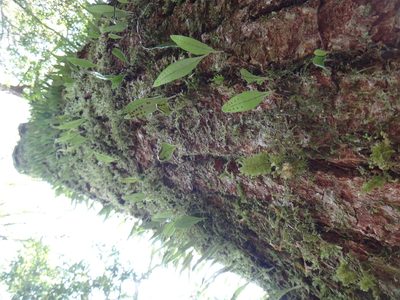 Lepisorus rostratus, photographed by 呂一起(Lyu yi-chi)