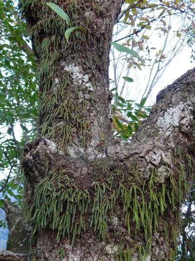Pyrrosia linearifolia, photographed by 呂一起(Lyu yi-chi)
