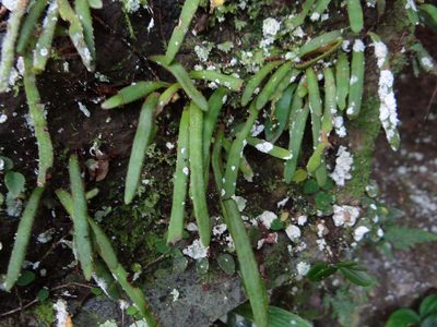 Pyrrosia linearifolia, photographed by 呂一起(Lyu yi-chi)