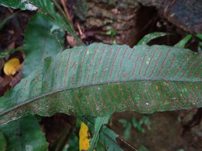 Leptochilus wrightii, photographed by 呂一起(Lyu yi-chi)