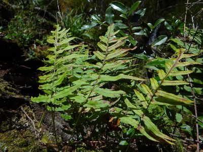 Goniophlebium mengtzeense, photographed by 呂一起(Lyu yi-chi)
