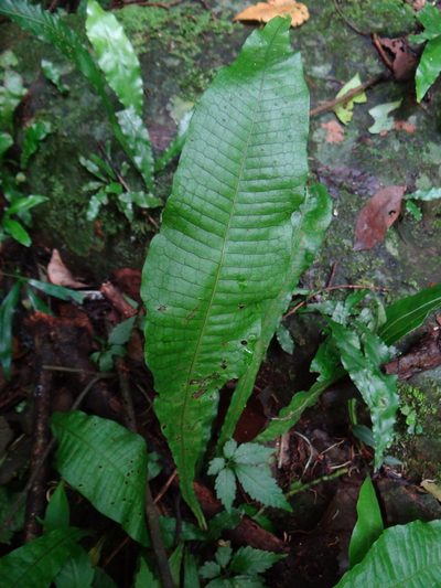 Leptochilus hemionitideus, photographed by 呂一起(Lyu yi-chi)