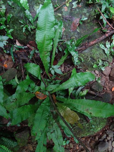 Leptochilus hemionitideus, photographed by 呂一起(Lyu yi-chi)