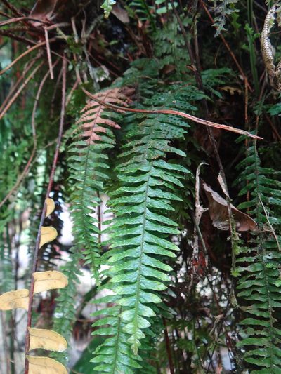 Prosaptia obliquata, photographed by 呂一起(Lyu yi-chi)