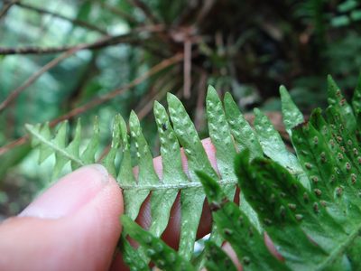 Prosaptia obliquata, photographed by 呂一起(Lyu yi-chi)
