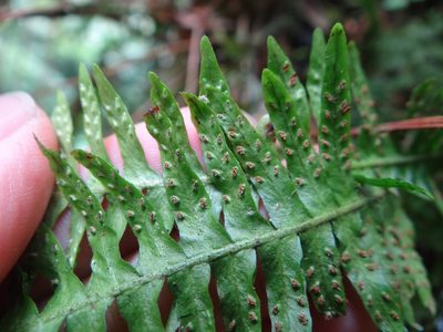 Prosaptia obliquata, photographed by 呂一起(Lyu yi-chi)