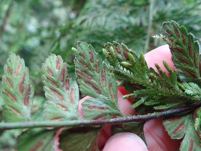 Asplenium cuneatiforme, photographed by 呂一起(Lyu yi-chi)