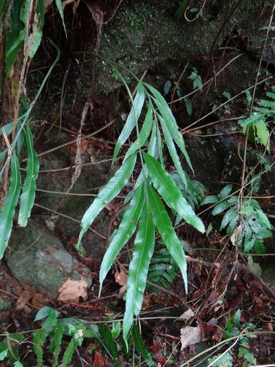 Asplenium formosae, photographed by 呂一起(Lyu yi-chi)