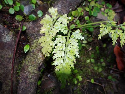 Asplenium ritoense, photographed by 呂一起(Lyu yi-chi)